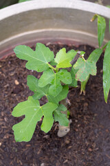 Fig Delight: A Young Ficus Lyrata in Bloom