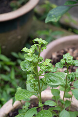 Variegated Beauty: A Plectranthus in Close-Up