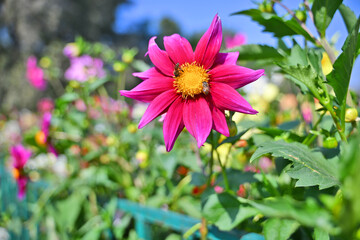 Obraz premium A vibrant pink dahlia flower with a yellow center, attracting bees, surrounded by blurred colorful floral background.