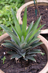 Obraz premium Pineapple Sprout: A Symbol of Growth and Potential