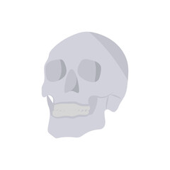 Skull, Halloween Vector Illustration, Isolated