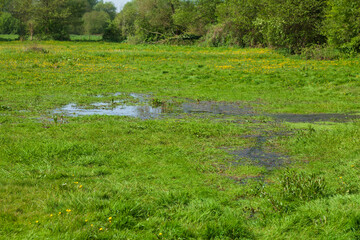 Pfütze auf einer überschwemmten Wiese im Frühling, Niedersachsen, Deutschland
