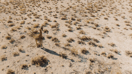 Giraffe walking through the Namibian savannah during the day in summer
