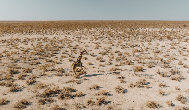 Giraffe walking through the Namibian savannah during the day in summer