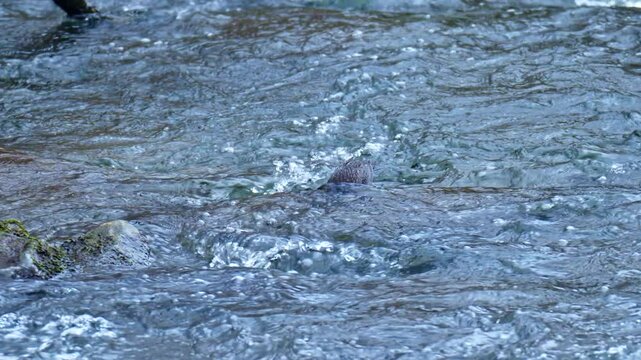 White throated dipper, Cinclus cinclus also known as the European dipper or just dipper, an aquatic passerine bird, looking for food in a cold river stream.