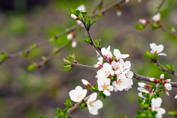 A branch with blooming white spring flowers of Prunus tomentosa