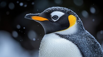 Naklejka premium penguin isolated on transparent background