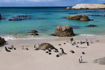 colony of african penguins in boulders beach