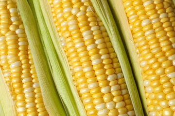 Fresh corn on cobs as a background, top view
