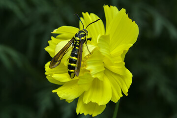 yellow butterfly on a flower