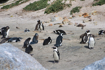 Fototapeta premium penguins on the sand they drying in the sun