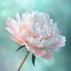 Beautiful pale pink peony flower blooming in soft focus against a dreamy blue background