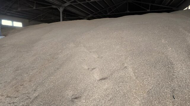 Large warehouse for grain storage. Pile of heaps of wheat grains at mill storage