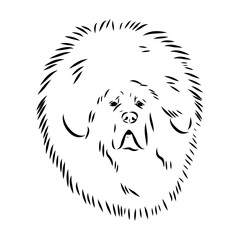 Tibetan Mastiff dog hand drawn sketch. Rare purebred dog illustration.
