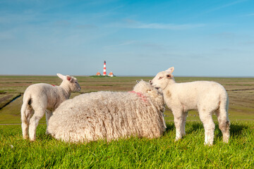 Schaf und Lämmer auf einem Deich an der Nordsee, hinten der Leuchtturm Westerheversand,...