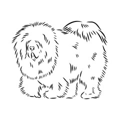 Tibetan Mastiff dog hand drawn sketch. Rare purebred dog illustration.