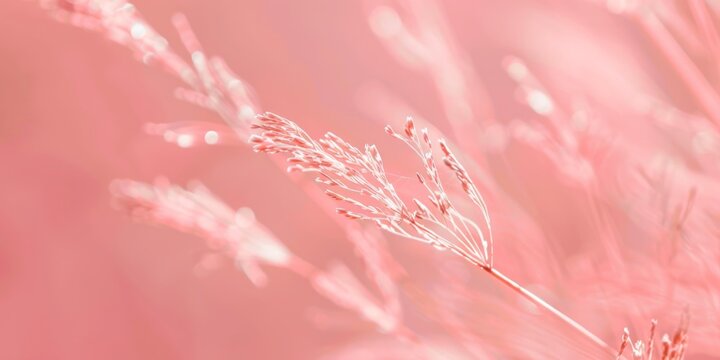 A minimalist design with a soft coral background, Clean lines and delicate textures, Contemporary minimalist style