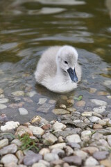 cute little swan swimming at the lake
