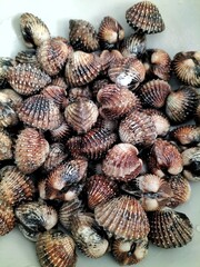 A pile of Cardiidae in a tray ,a fresh seafood 