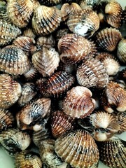 A pile of Cardiidae in a tray ,a fresh seafood 
