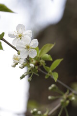 cherry blossoms in japan, close up