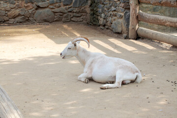 white goat in the Prague zoo 