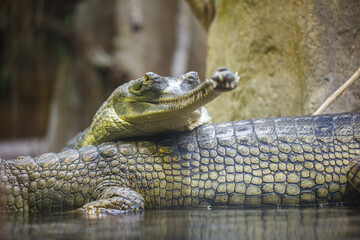 crocodile in the water, Prague zoo