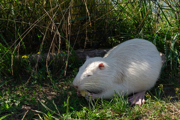 Nutria or coypu eats sitting on the grass