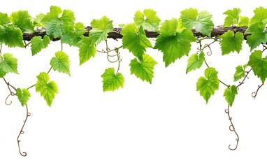 Grapevine leaves hanging, natural background, vertical. Possible use nature design, home decoration