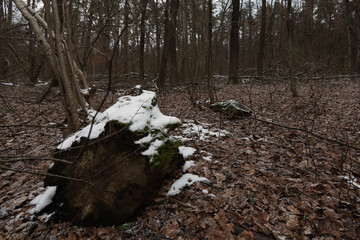 Snow-covered forest stump