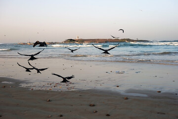 des oiseaux sur la plage des pêcheurs de Yoff au crépuscule à Dakar au Sénégal en Afrique
