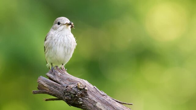 Spotted Flycatcher, Muscicapa striata holding insect prey in its beak. Perched flycatcher bird eating insect close up.