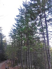 Trebević mountain, Sarajevo.
Trebević is the closest mountain that is reachable via the cable car...
