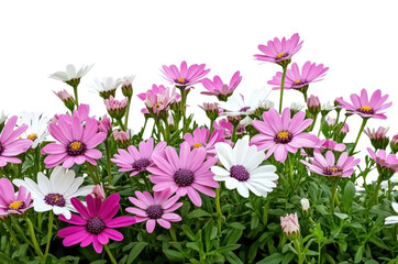 Fototapeta premium PNG Flower bed flowers daisies daisy.