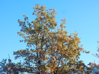 foliage on the trail between Riva Trigoso and Moneglia, Liguria, Italy