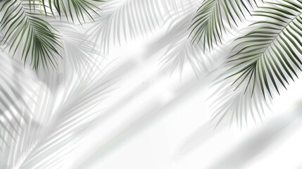Serene Palm Leaf Shadows on White Background