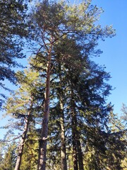 Trebević mountain, Sarajevo.
Trebević is the closest mountain that is reachable via the cable car from the heart of Stari Grad (Old Town), from the neighborhood of Bistrik. 