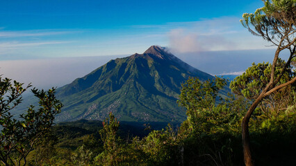 Fototapeta premium Dramatic view of Merapi volcano in Central Java, Indonesia with blue sky and thin mist. In the foreground Edelweiss Tree and other plants typical of the mountains.