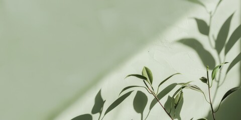 A minimalistic aesthetic featuring a light green backdrop, Organic shapes and natural tones, Modern minimalist style