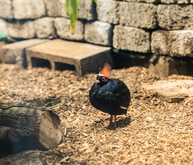 Exotic Bird with Red Crested Plumage and Dark Iridescent Feathers Standing on Wood Chip Ground in a Naturalistic Enclosure