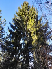Trebević mountain, Sarajevo.
Trebević is the closest mountain that is reachable via the cable car...