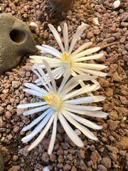 Crasas del género lithops en época de floración.