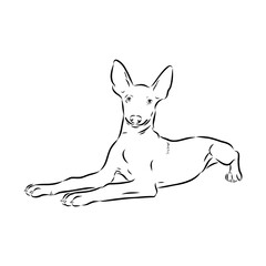 Pharaoh hound vector illustration. Purebred dog vector illustration. Hand drawn dog sketch.