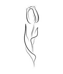 spring flower one line art. spring tulip. march 8. international women's day