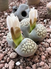 Crasas del género lithops en época de floración.