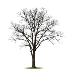 silhouette of a tree isolated on transparent background