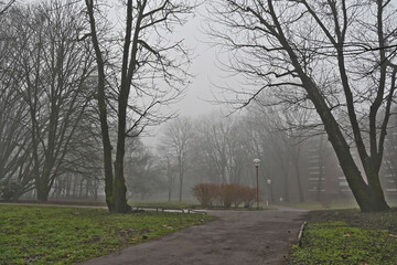 Inverno e nebbia a Basiglio. sentieri,  parco e viali di Milano 3, Lombardia
