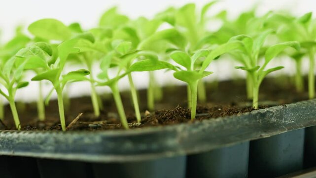 Young matthiola incana or stock flower seedlings growing in a seedling tray. Healthy seedlings pan close up.