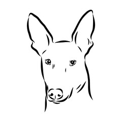 Pharaoh hound vector illustration. Purebred dog vector illustration. Hand drawn dog sketch.