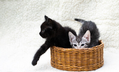 two funny cute black and grey kittens sitting in a basket on the white background